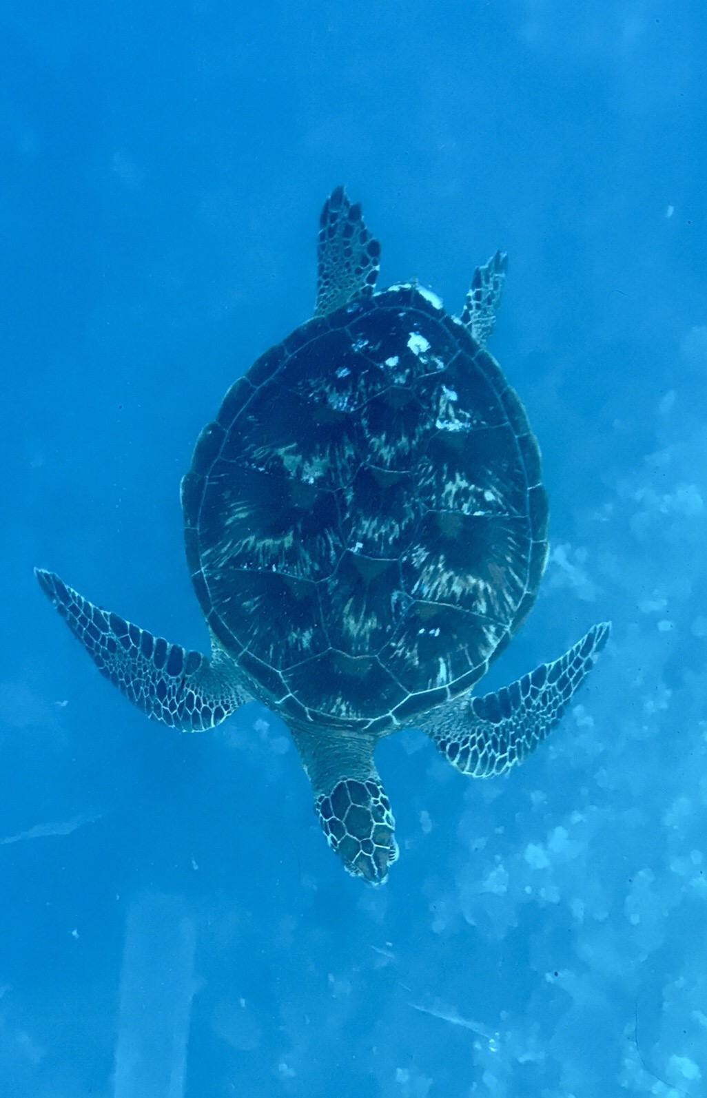 社員旅行in石垣島〜3日目